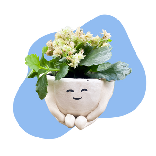 Beginner Pottery Kit  – Air Dry