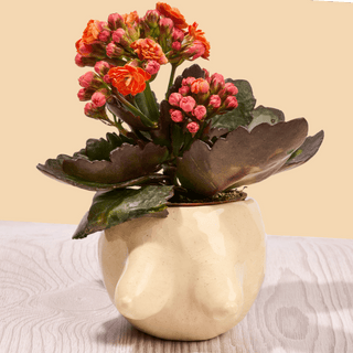 Pottery Workshops at DC Brau Brewing | Washington, DC (Multiple Dates)